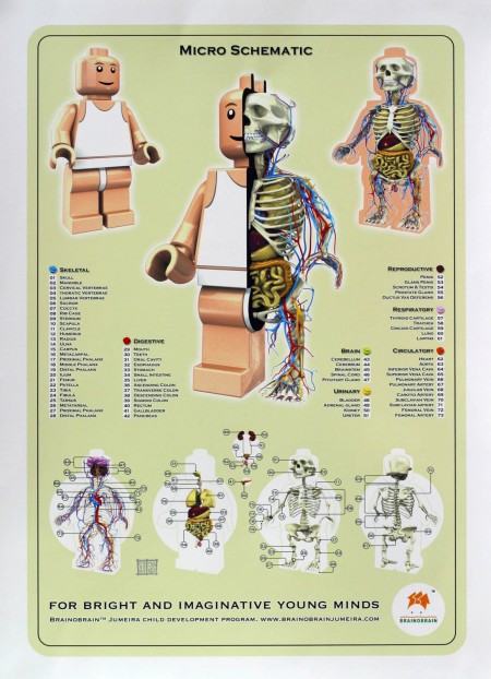 Lego Anatomy